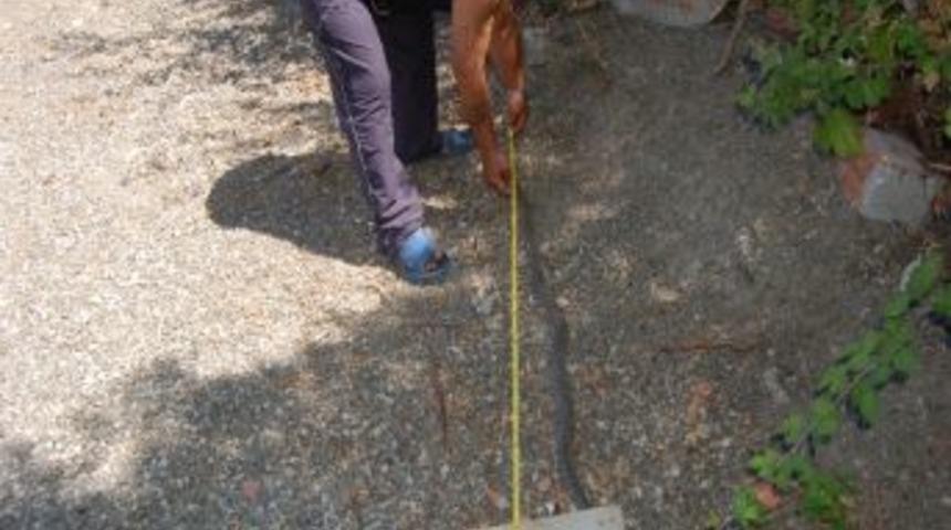 K&uuml;mese Saldıran Yılanı T&uuml;fekle Vurdu