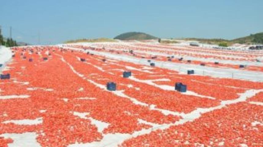 Fo&ccedil;a'nın Domatesleri Avrupa Mutfağında