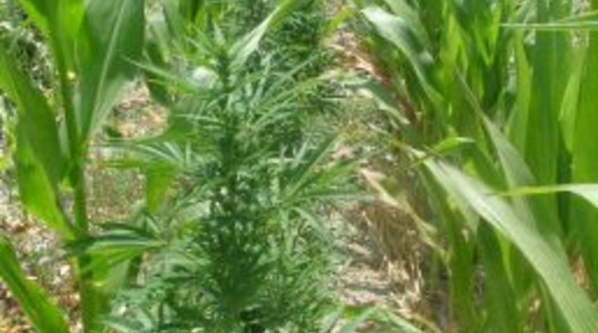 Karapınar&rsquo;da 27 Bin K&ouml;k Hint Keneviri Bulundu