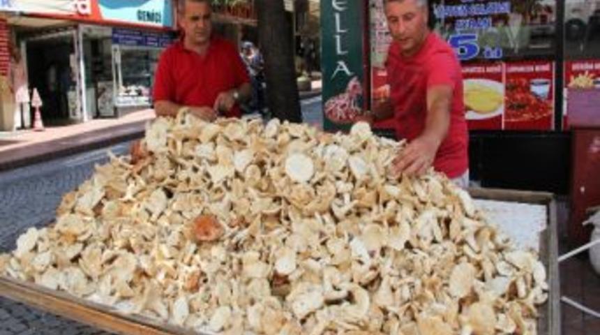 Mantarlar Y&uuml;z G&uuml;ld&uuml;r&uuml;yor