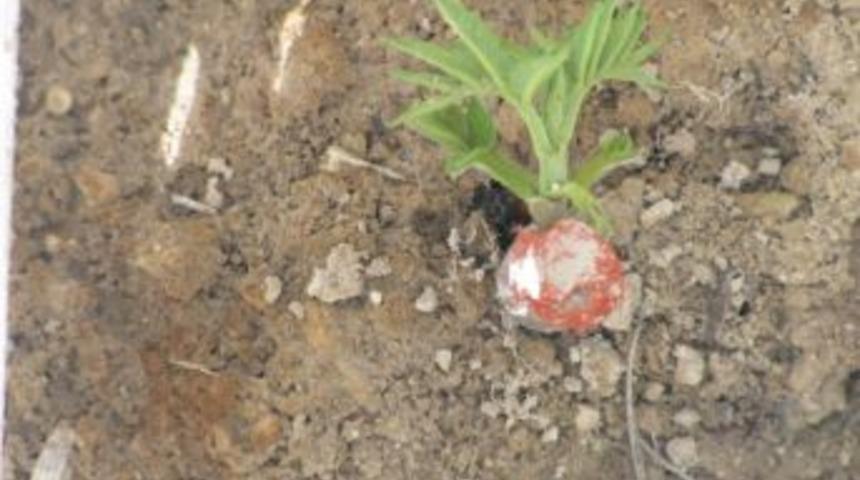 Gediz'de Ceviz Aşılaması K&ouml;yl&uuml;y&uuml; Kalkındıracak