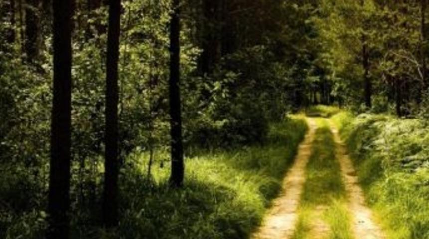 Doğu Karadeniz Orman Zengini