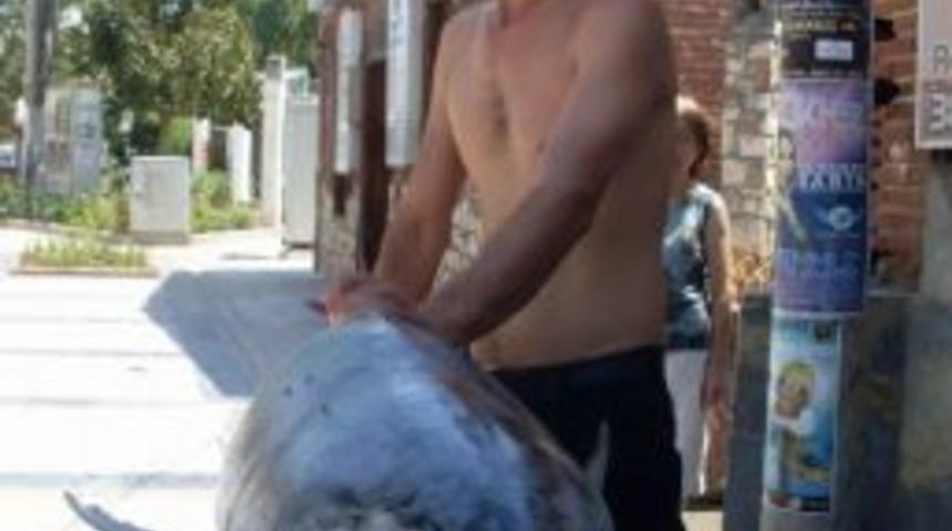 Edremit'te Dev Orkinosa Vatandaş İlgisi