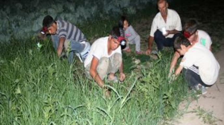 Sebze &Uuml;reticilerinin Gece Mesaisi
