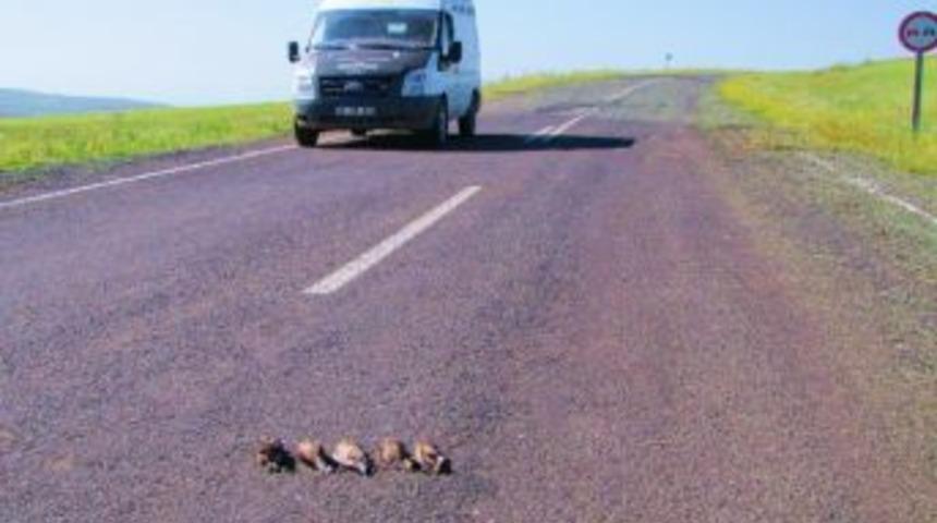 Kuşlar Trafik Kurbanı