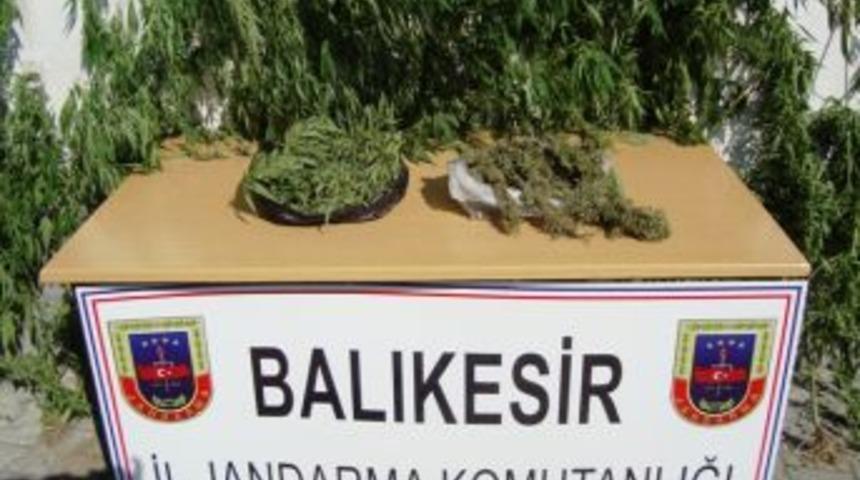 K&ouml;ydeki Evinin Bah&ccedil;esinde Hint Keneviri Yetiştiriyordu