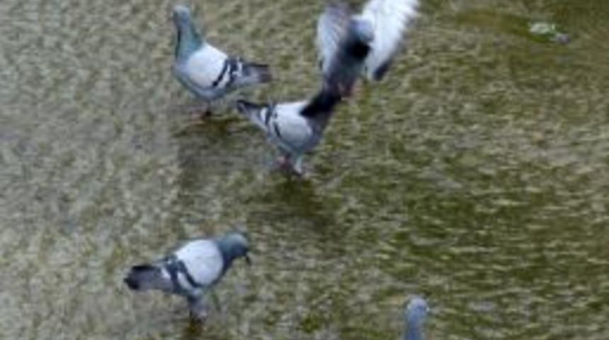 Belediye, Susuz Kalan G&uuml;vercinler I&ccedil;in Ulu Irmak'a Su Saldı