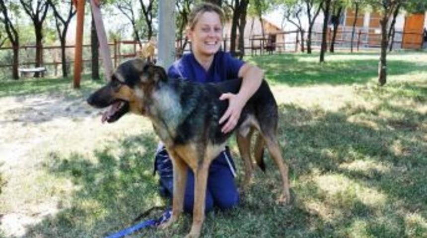 Yaralı Sokak K&ouml;peği Sağlığına Kavuştu