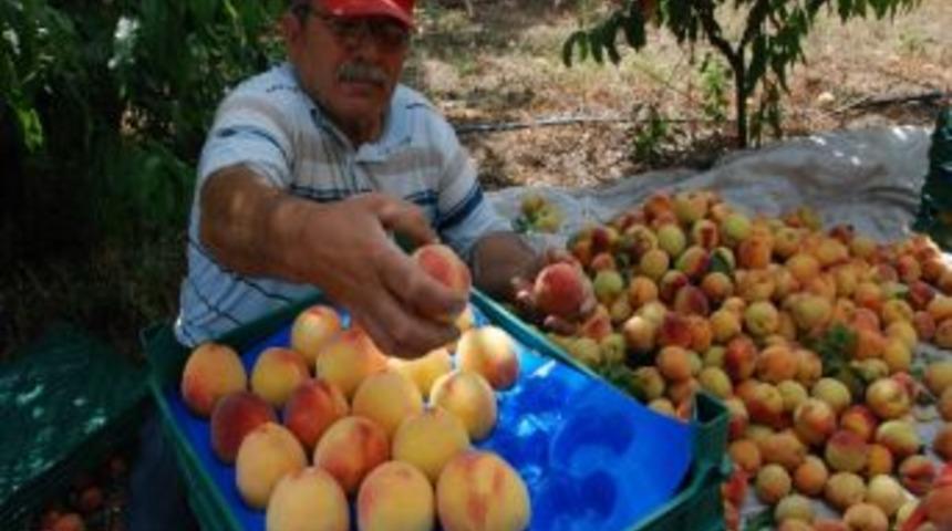 Şeftali &Uuml;reticisi Dertli