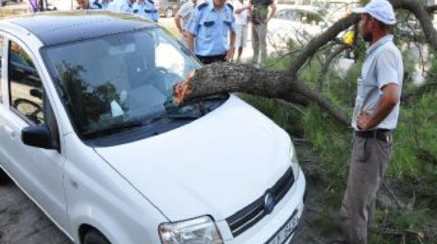 Yorgun Dal Otomobilin &Uuml;st&uuml;ne D&uuml;şt&uuml;