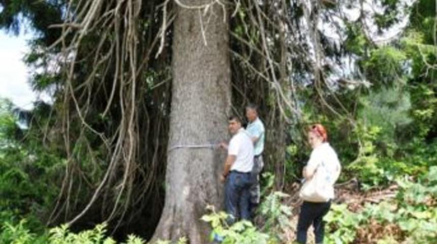 Giresun&rsquo;da 41 Adet Anıt Ağa&ccedil; Tespiti Yapıldı