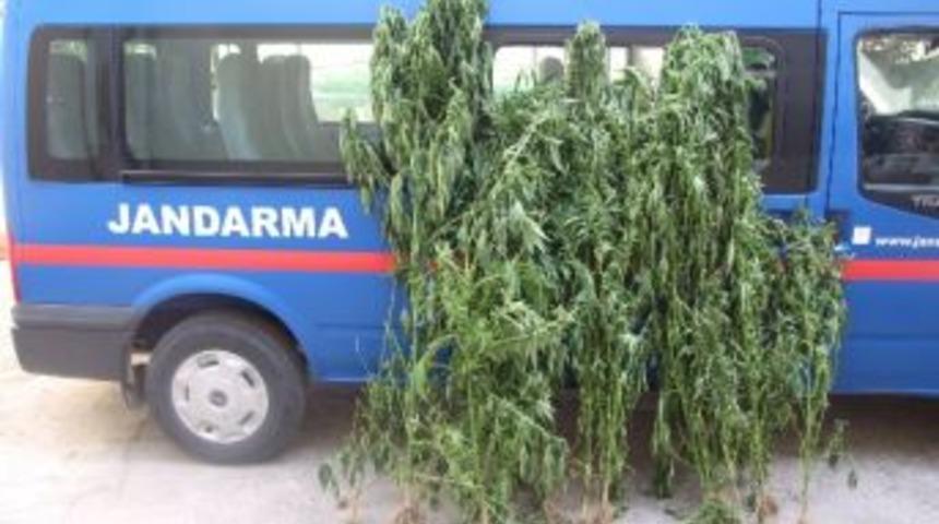 Bafra&rsquo;da 27 K&ouml;k Hint Keneviri Ele Ge&ccedil;irildi