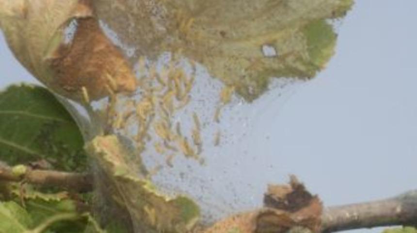 Fındıkta Amerikan Beyaz Kelebeği Mücadele Zamanı