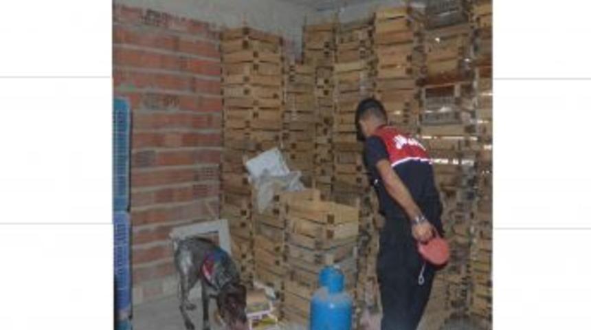 Narkotik K&ouml;peği Varis, Mısırların Arasına Gizlenen Kenevirleri Buldu