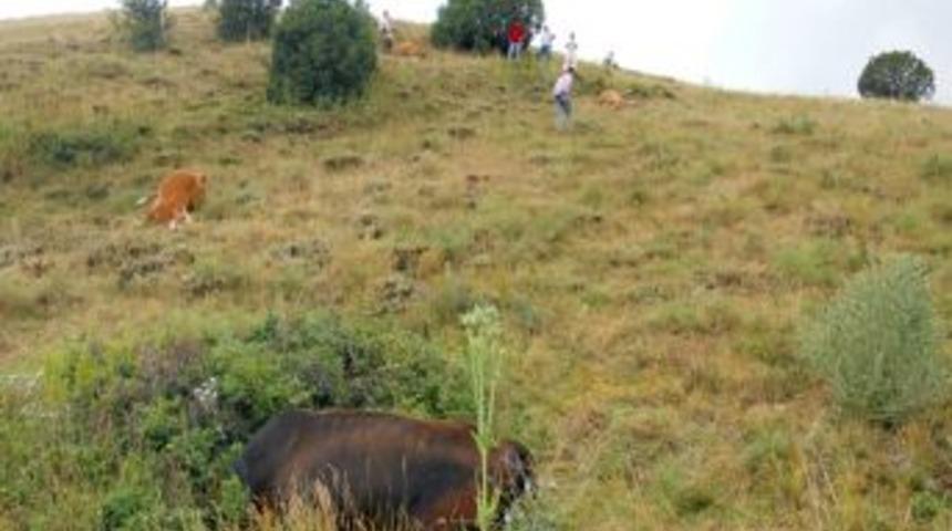 Kelkit&rsquo;te Yıldırım D&uuml;şmesi Sonucu 4 İnek Telef Oldu