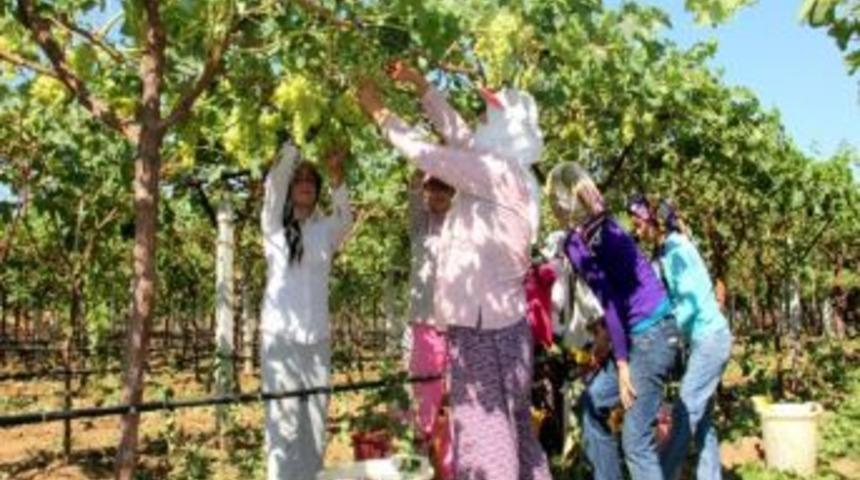 Alaşehir&rsquo;de &Uuml;z&uuml;m İş&ccedil;i &Uuml;cretleri Belirlendi