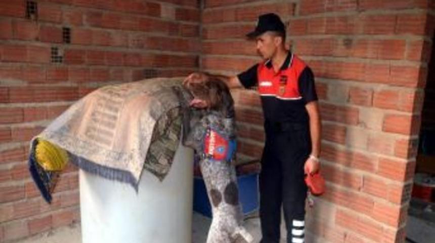 Mısır Tarlasında Damla Sulama Sistemli Hint Keneviri Yetiştirdiler