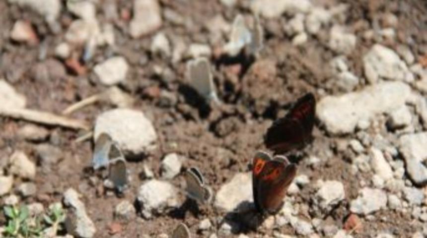 &Ccedil;amurlu Dere Kelebek Cenneti Gibi