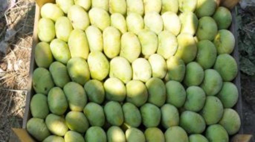 Mut&rsquo;ta İncir Hasadı Başladı