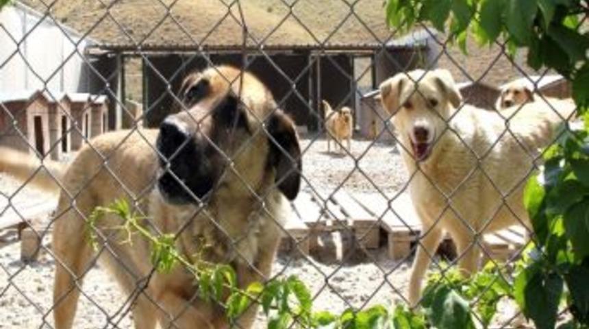 &Ccedil;ankaya Belediyesi Yaz Sıcaklarında Hayvanları Unutmadı