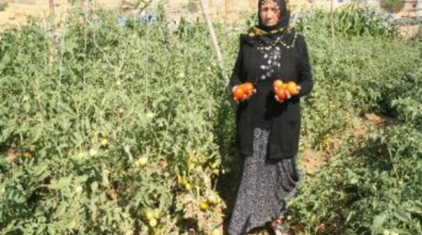 Domates &Ccedil;ift&ccedil;inin Y&uuml;z&uuml;n&uuml; G&uuml;ld&uuml;r&uuml;yor