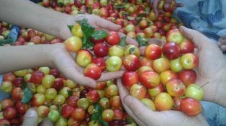 K&uuml;tahya'da Erik Bereketi