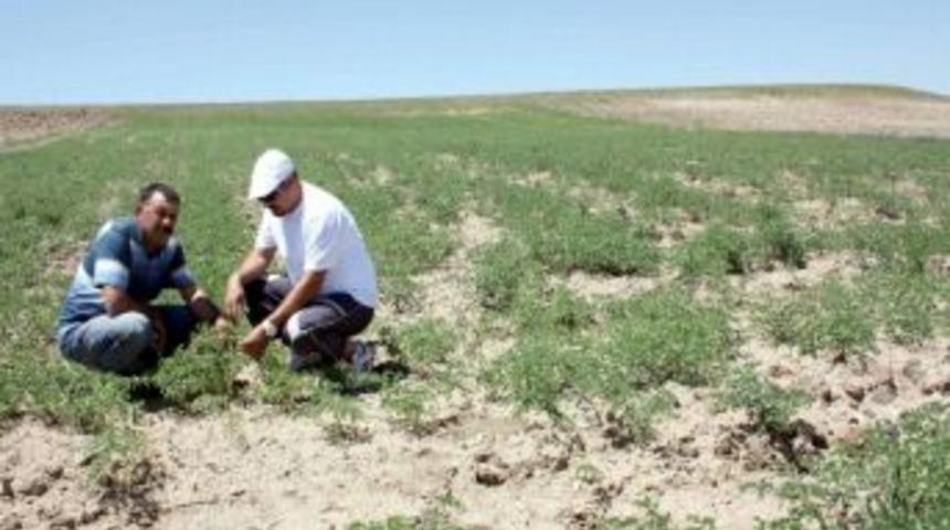 Kangal&rsquo;da Nohut Ekimi Yaygınlaşıyor