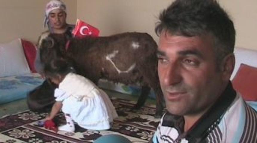 Selim&rsquo;de Ay Yıldızlı Kuzu G&ouml;renleri Şaşırtıyor