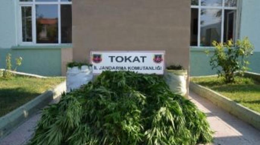 Tokat'ta Uyuşturucu Operasyonu