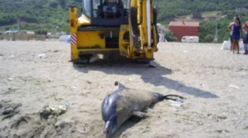 Sahile Vuran Yunusu Plaja G&ouml;md&uuml;ler