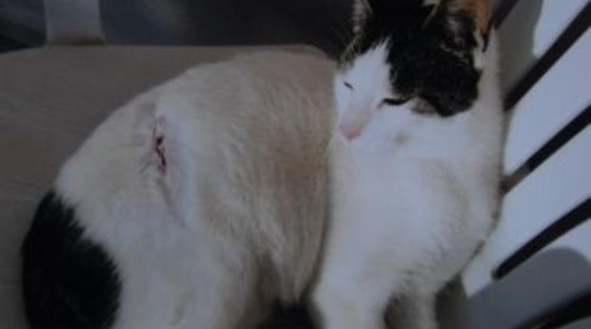 Sokak Hayvanlarına Jiletli Tel Eziyeti