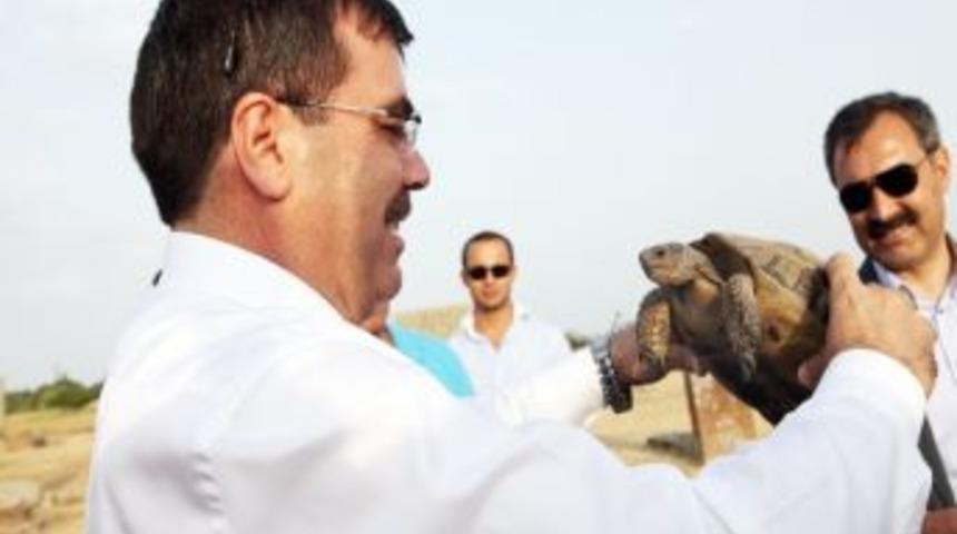 Vali Yılmaz&rsquo;ın Kaplumbağa Sevgisi