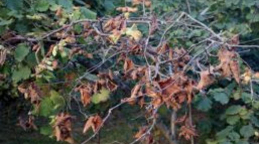 Aşırı Sıcaklardan Fındıkta Y&uuml;zde 15 Kayıp Bekleniyor