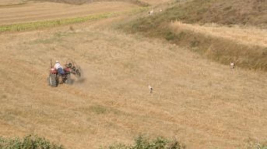 Leylekler Tarlada Yiyecek Arıyor