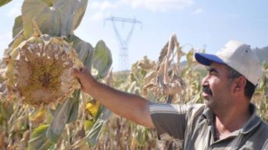 Tarlalar Beyaza B&uuml;r&uuml;nd&uuml;