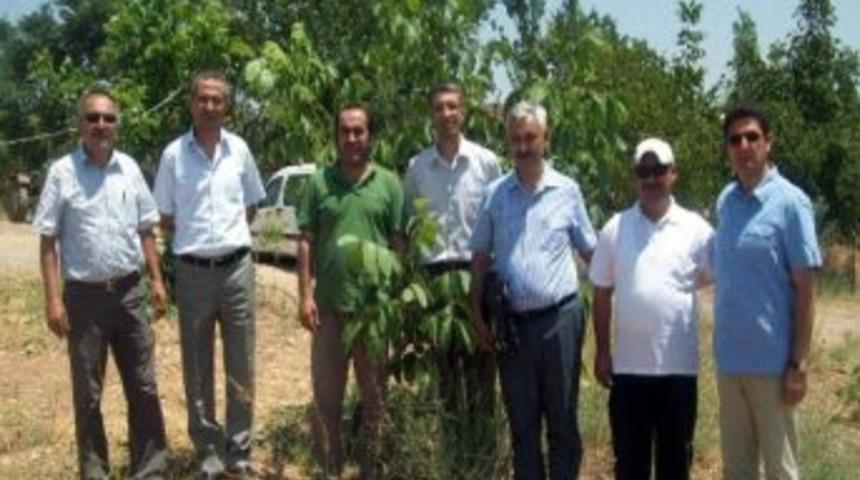 Kaman Cevizi'nin Tescil Hakkının Alınması İ&ccedil;in &Ccedil;alışma Başlatıldı