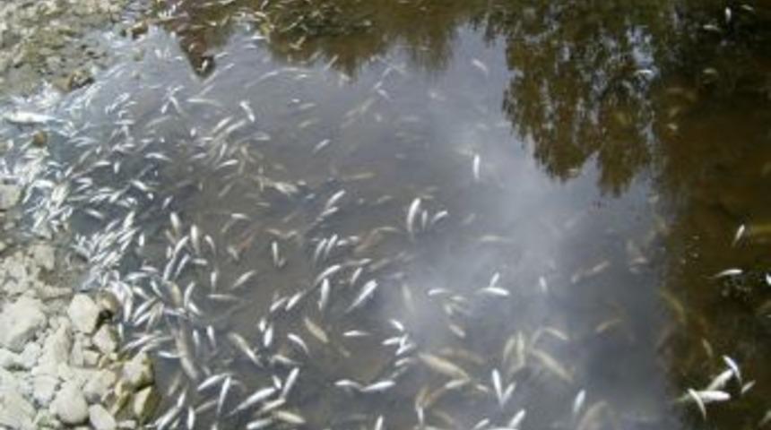 C&ouml;rmene &Ccedil;ayı Vali Bektaş'ın Ilgisini Bekliyor