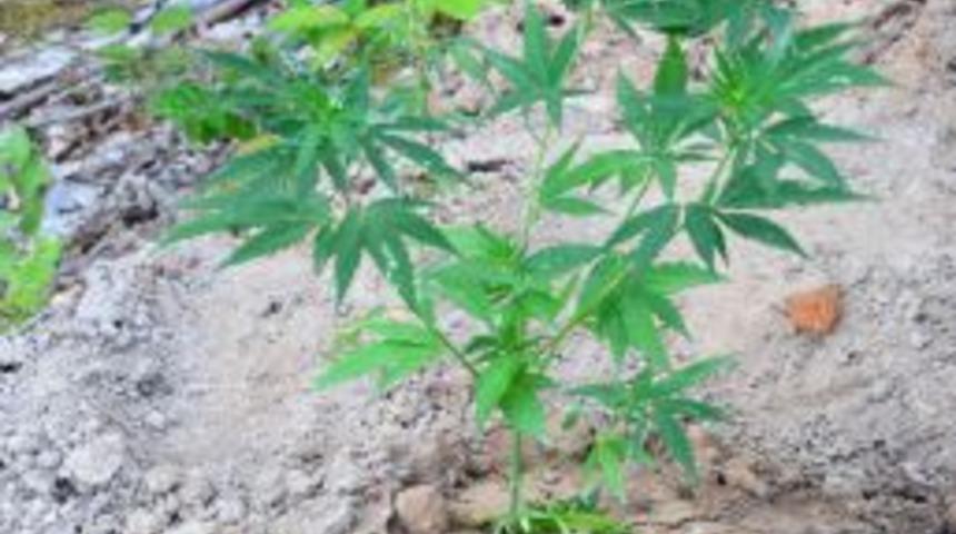 Alaplı'da Uyuşturucu Operasyonu