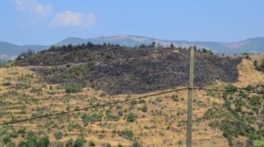 Araziye D&uuml;şen Yıldırım 30 D&ouml;n&uuml;m Zeytinliği Yaktı