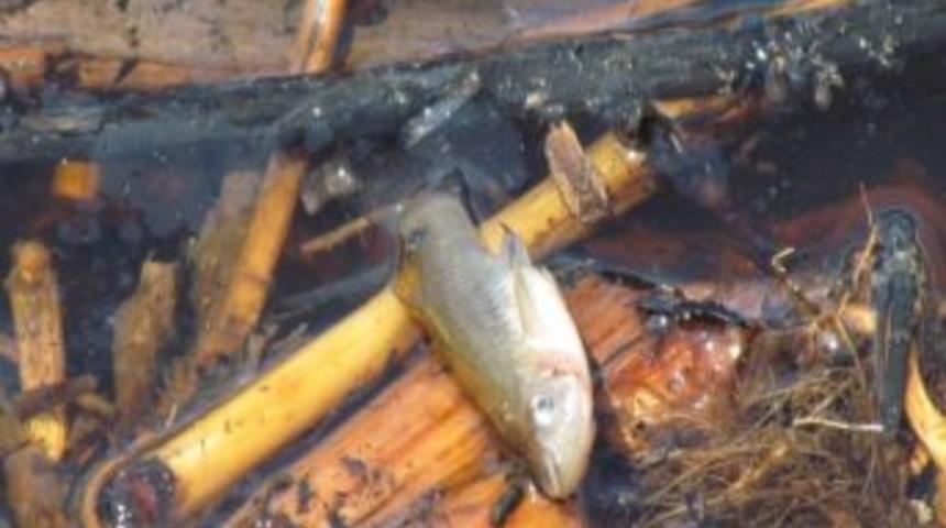 B&uuml;y&uuml;k Menderes Deltası'nda Yangından Geriye &Uuml;z&uuml;c&uuml; Manzaralar Kaldı