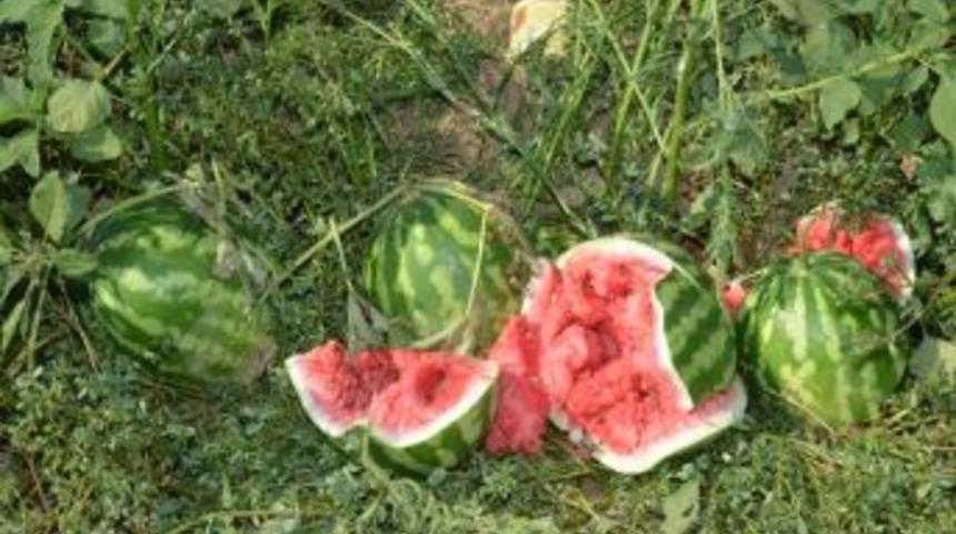 Karpuz &Uuml;reticileri Karpuz Kırdı