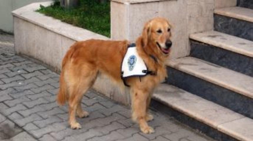 Dingo Uyuşturucu Tacirlerine G&ouml;z A&ccedil;tırmıyor