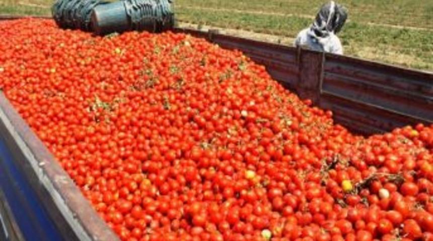 Domates &Uuml;reticileri Bu Yıl Umduğunu Bulamadı