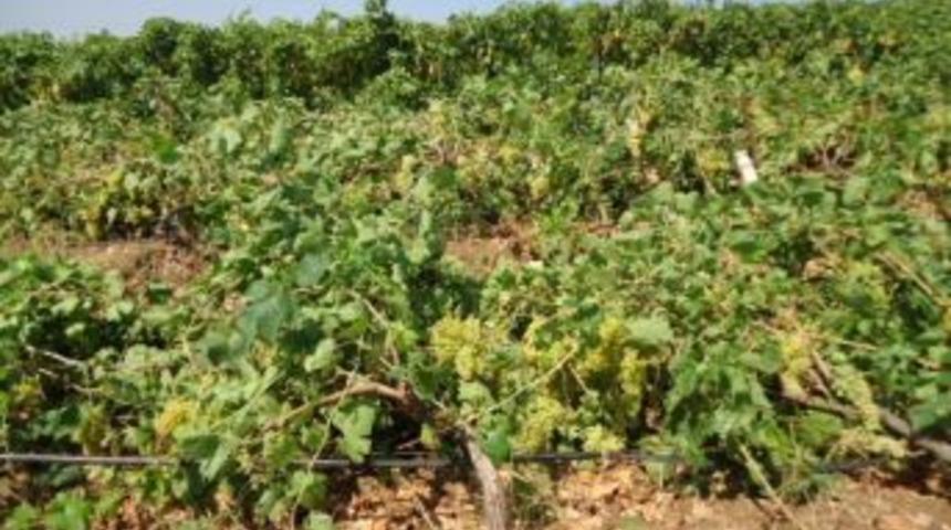 Şiddetli Dolu, Beton Bağ Direklerini Bile Kırdı