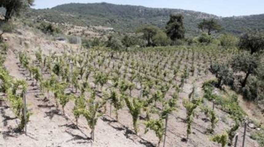 Bornova'nın Misket &Uuml;z&uuml;mleri Ilk Meyvelerini Verdi