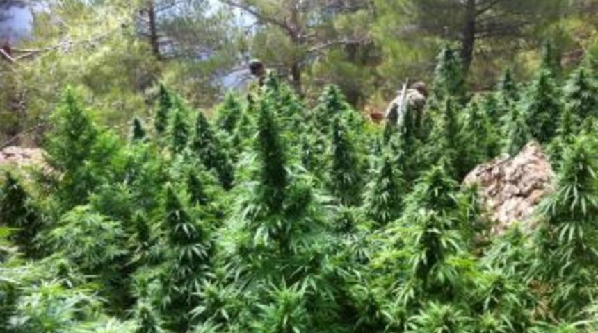 Hatay&rsquo;da 300 Bin K&ouml;k Kenevir Ele Ge&ccedil;irildi