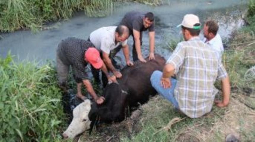 İneğin Taze Ot Merakı Kurutma Kanalında Son Buldu