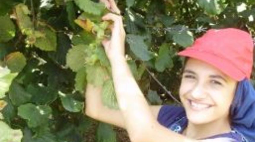 D&uuml;zce'de Fındık Hasat Tarihleri Belirlendi