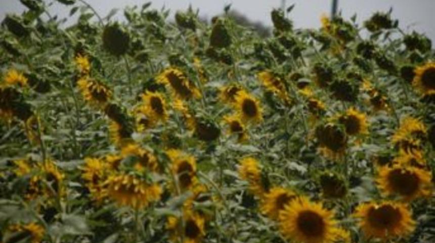 &Ccedil;ift&ccedil;inin parasına el konuldu