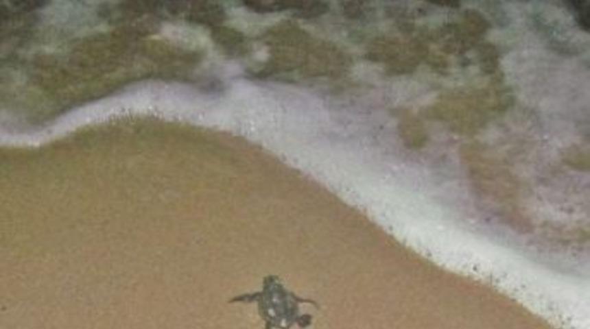 Caretta Caretta Yavruları D&uuml;nyaya G&ouml;z&uuml;n&uuml; A&ccedil;tı